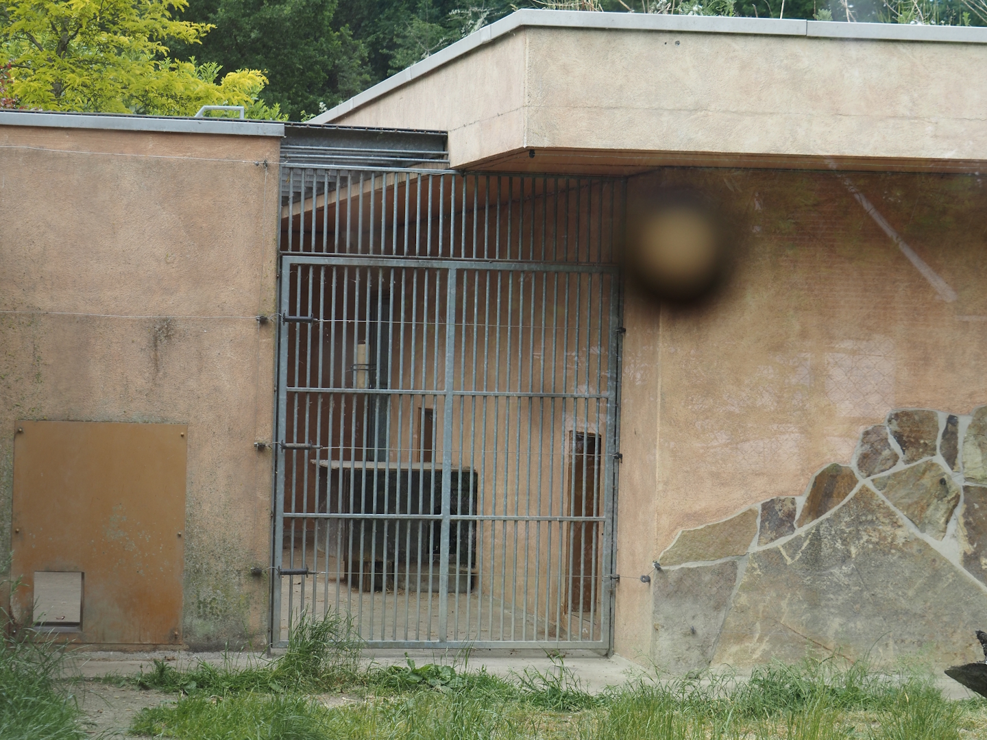 European golden jackal holding area, 2025-05-22