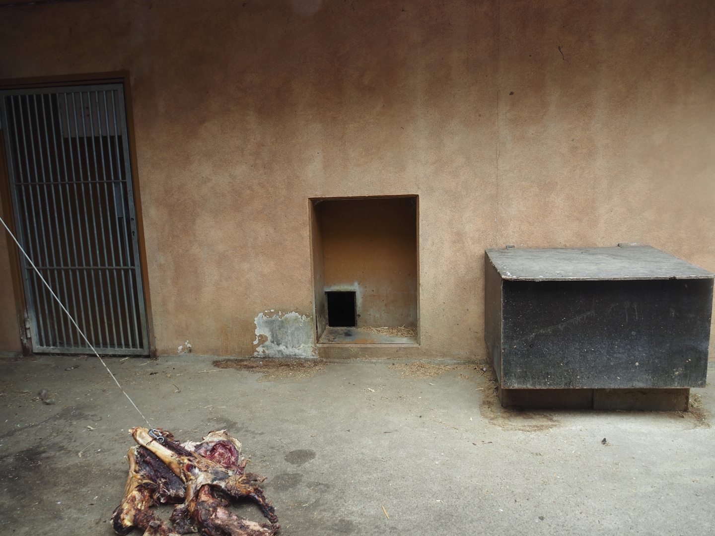 European golden jackal holding area with carcass feeding, 2025-05-22