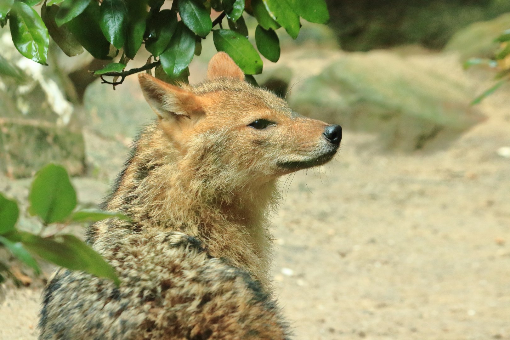 European golden jackal (July 2020)