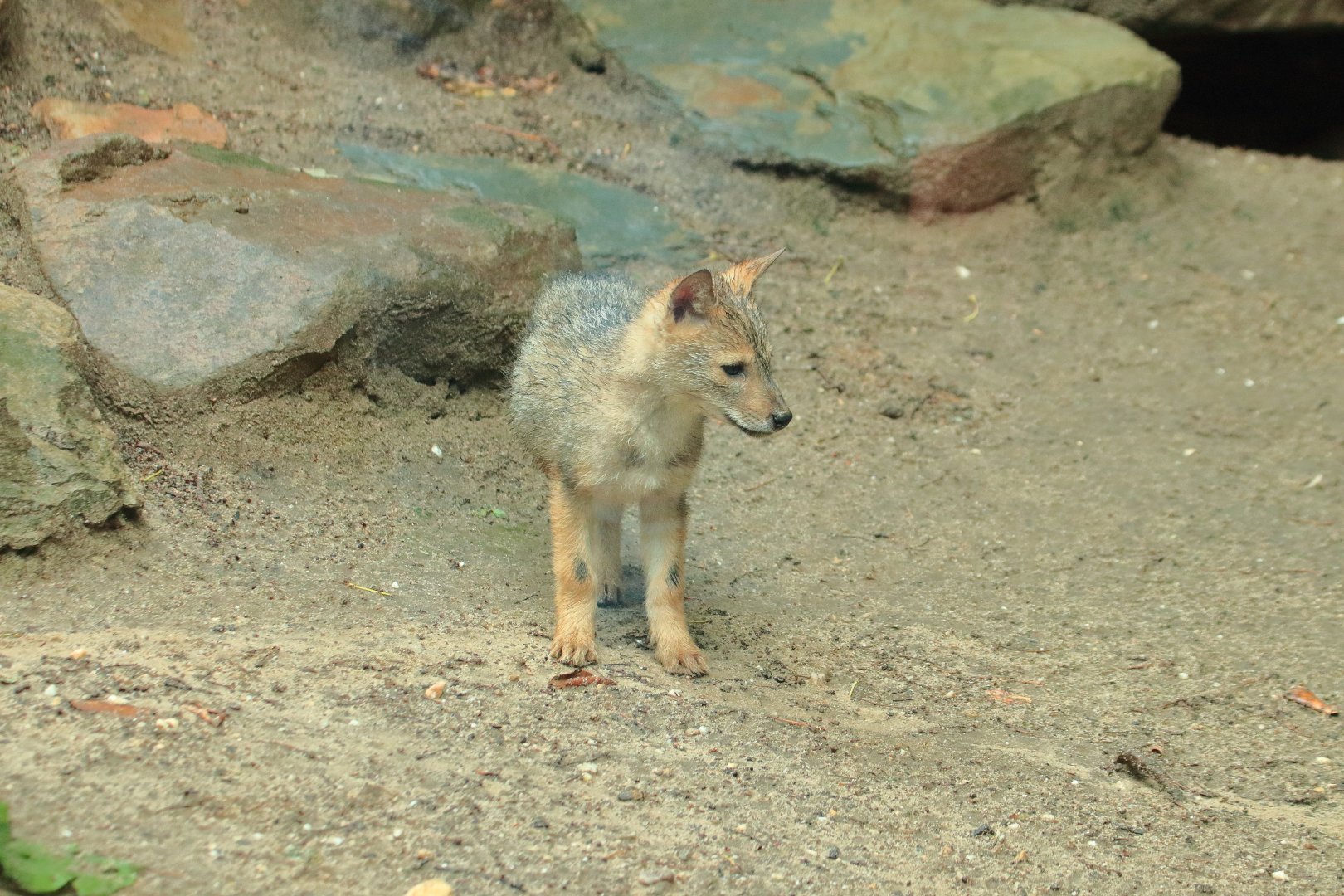 European golden jackal (July 2020)