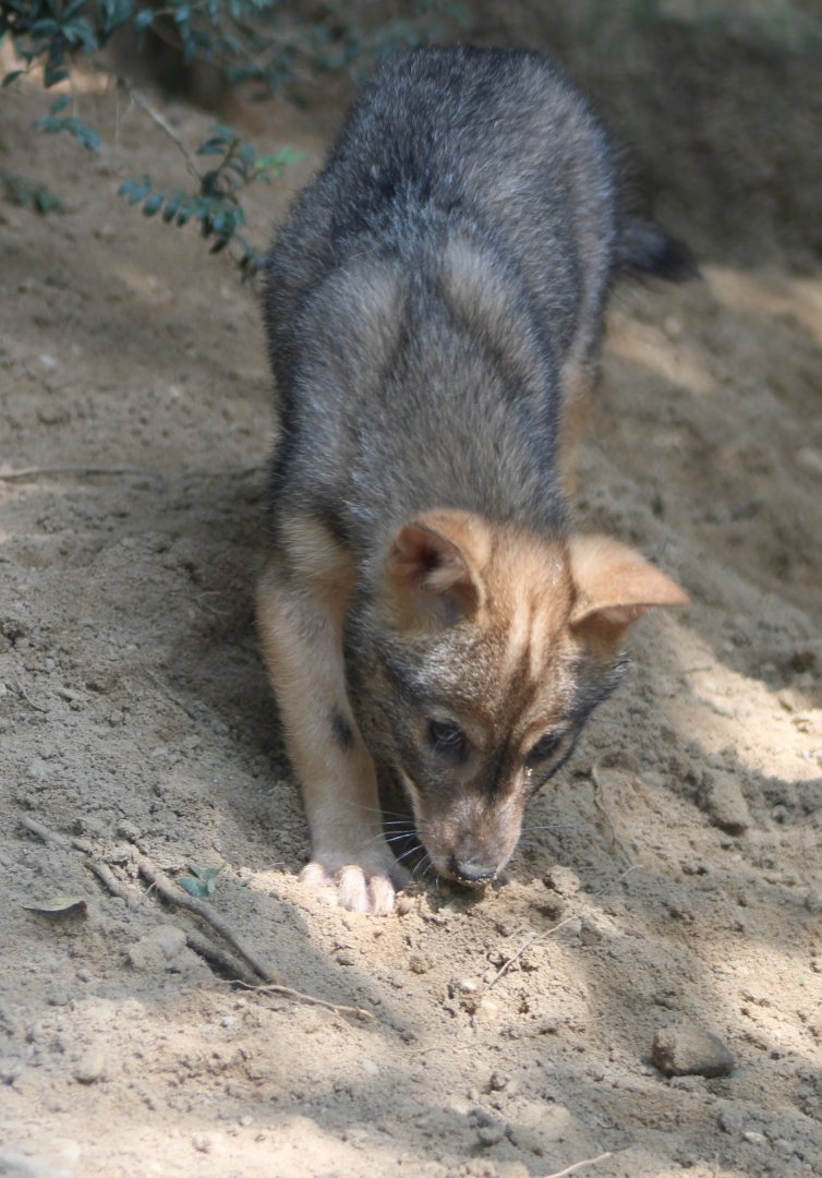 European golden jackal - juvenile