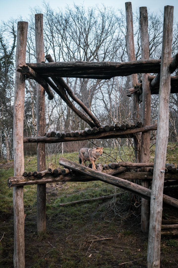 European Golden Jackal on climbing frame