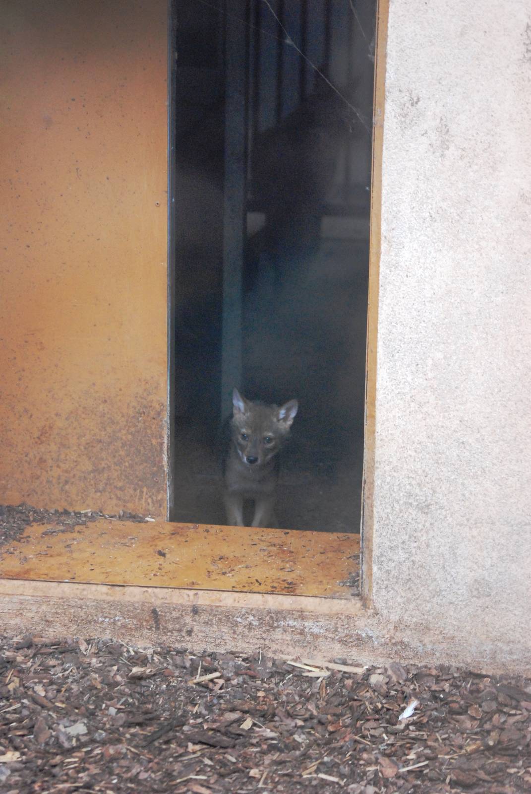 European Golden Jackal Pup at Rheine, 03/06/12