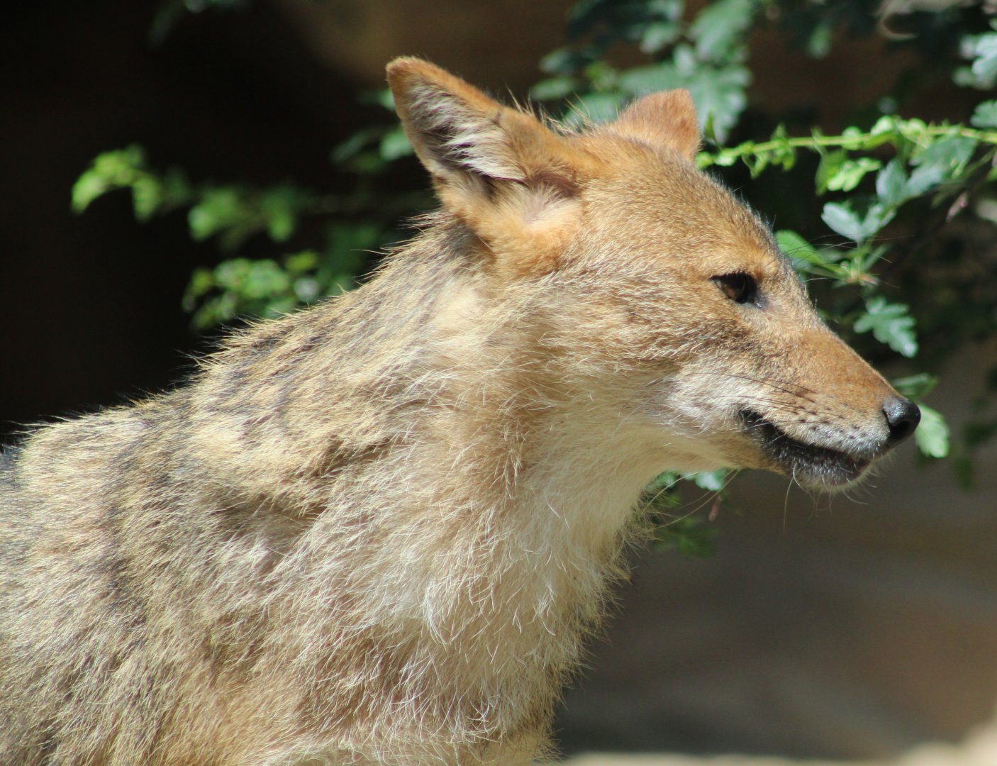 European golden jackal