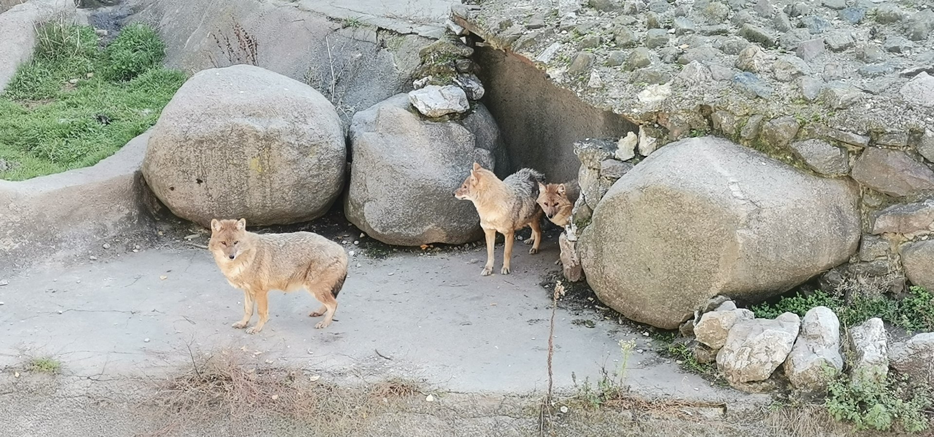 European Golden Jackal