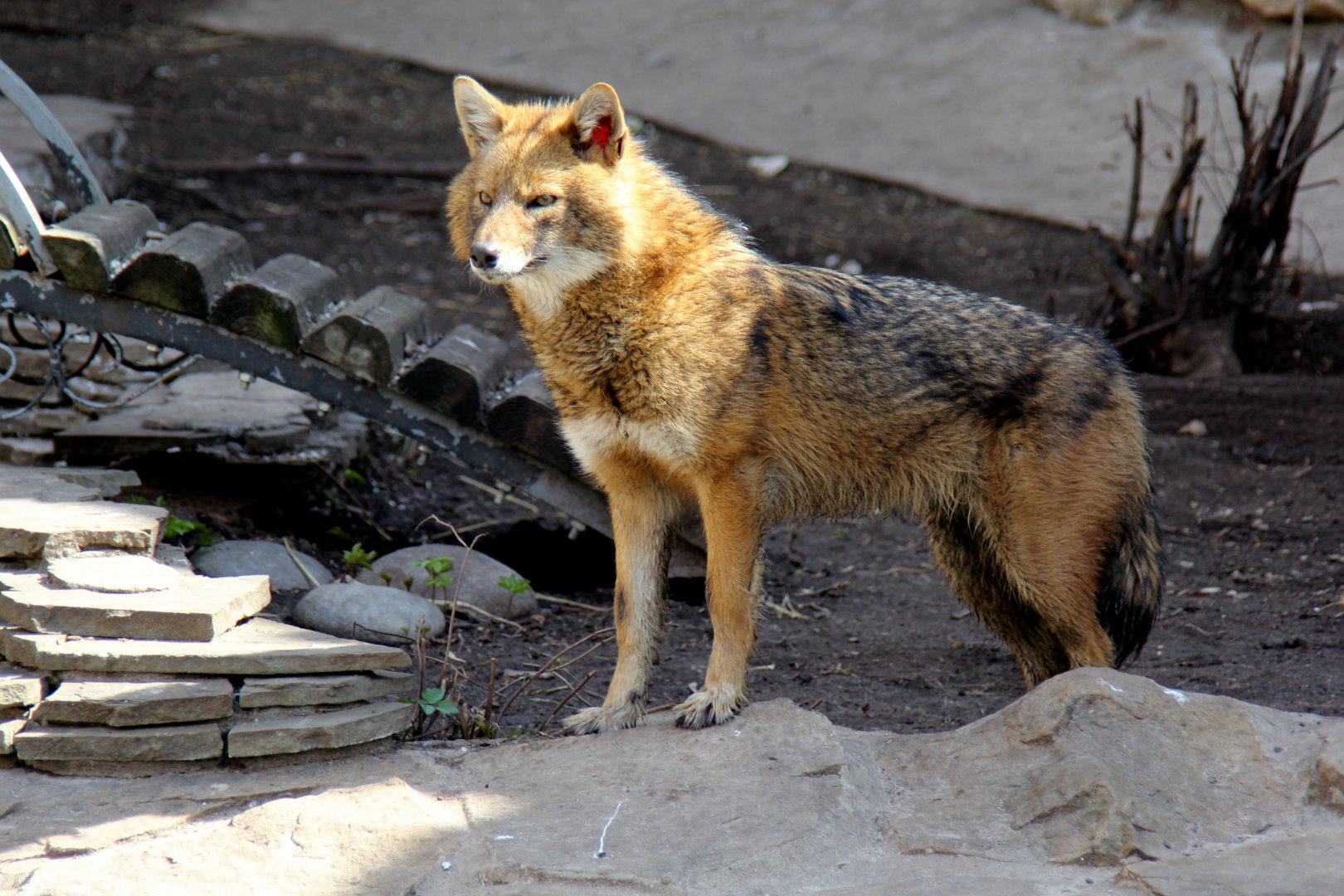 European golden or Caucasian jackal (Canis aureus moreotica)