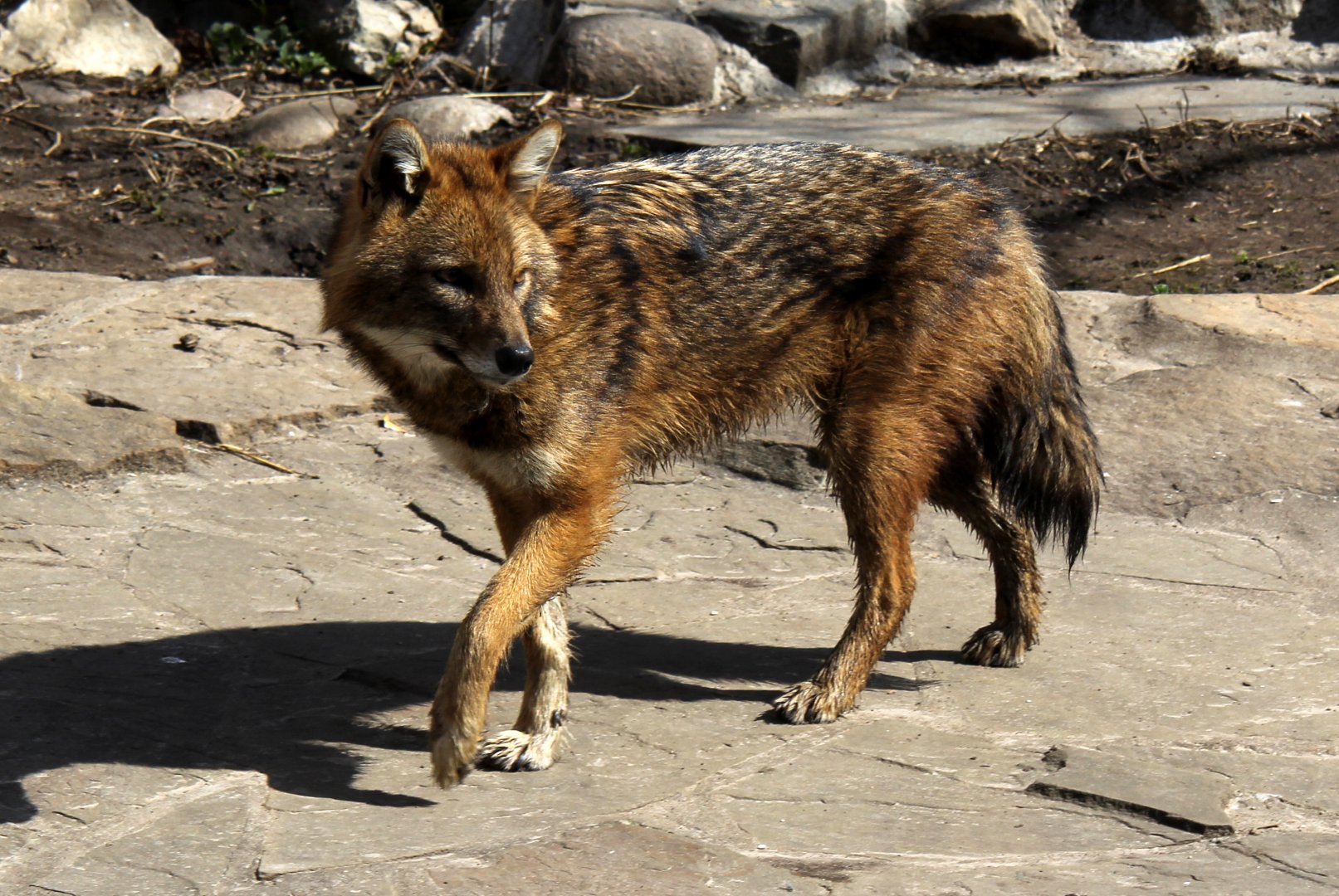 European golden or Caucasian jackal (Canis aureus moreotica)