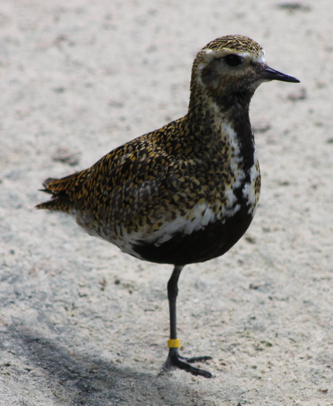European golden plover