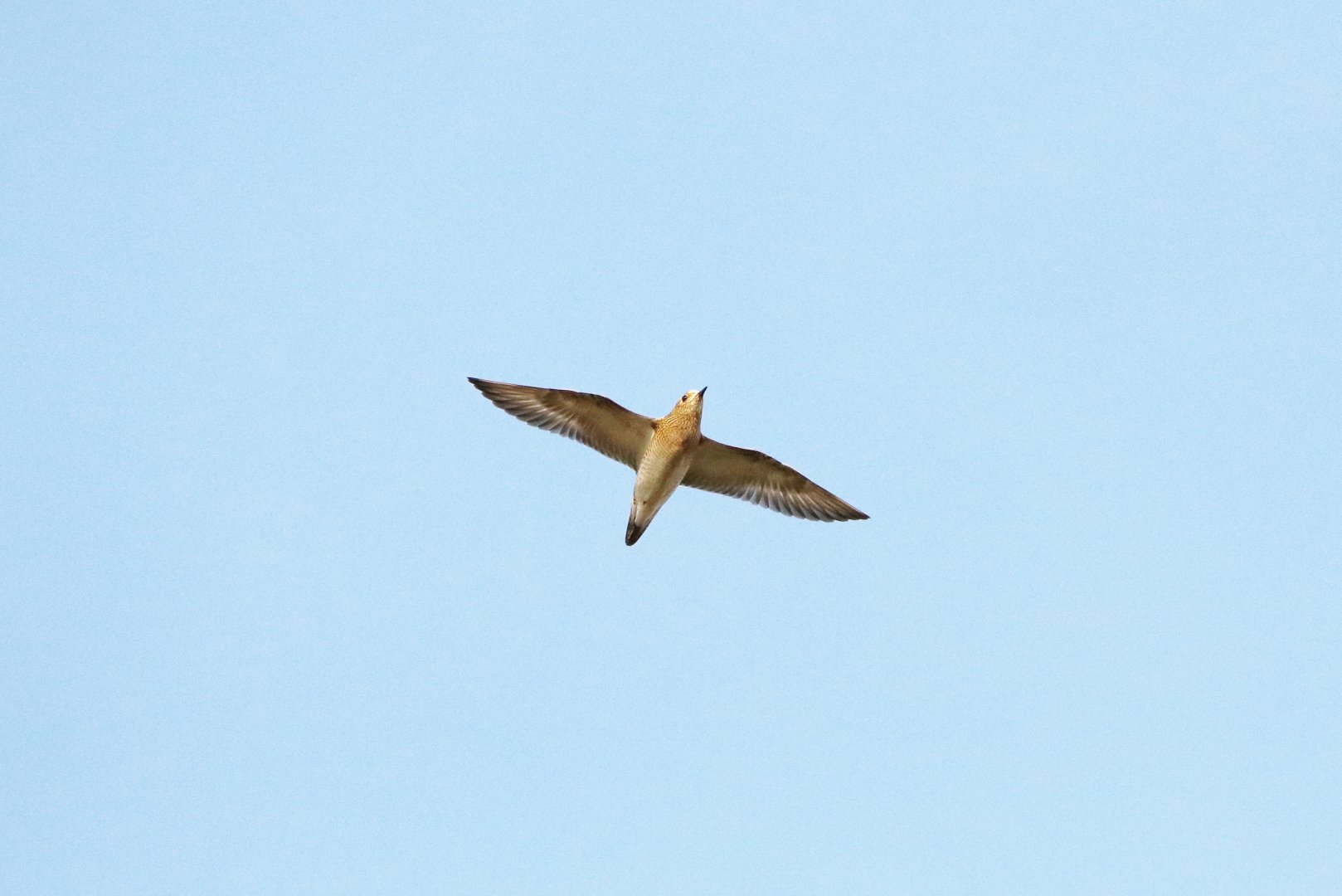 European golden plover