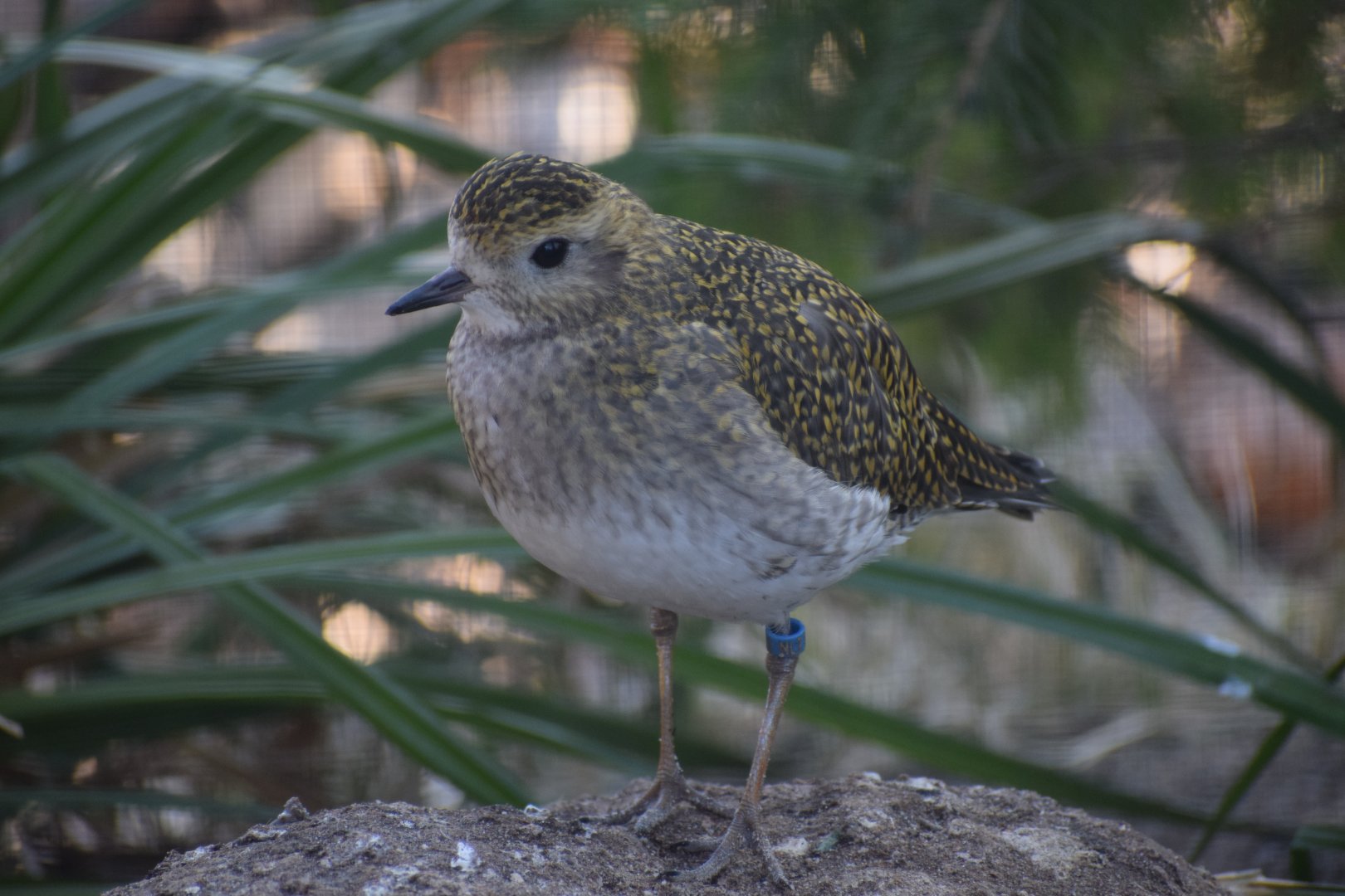 European golden plover