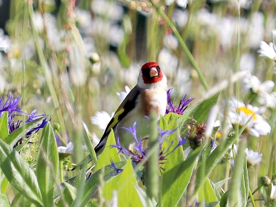 European goldfinch (Carduelis carduelis carduelis)