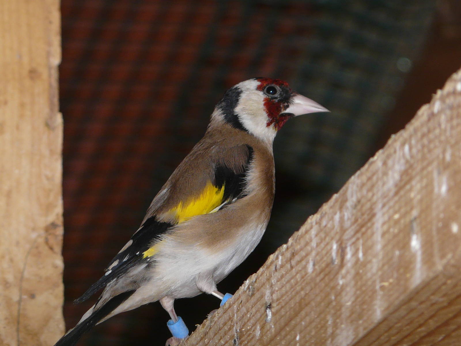 European goldfinch/ Carduelis carduelis
