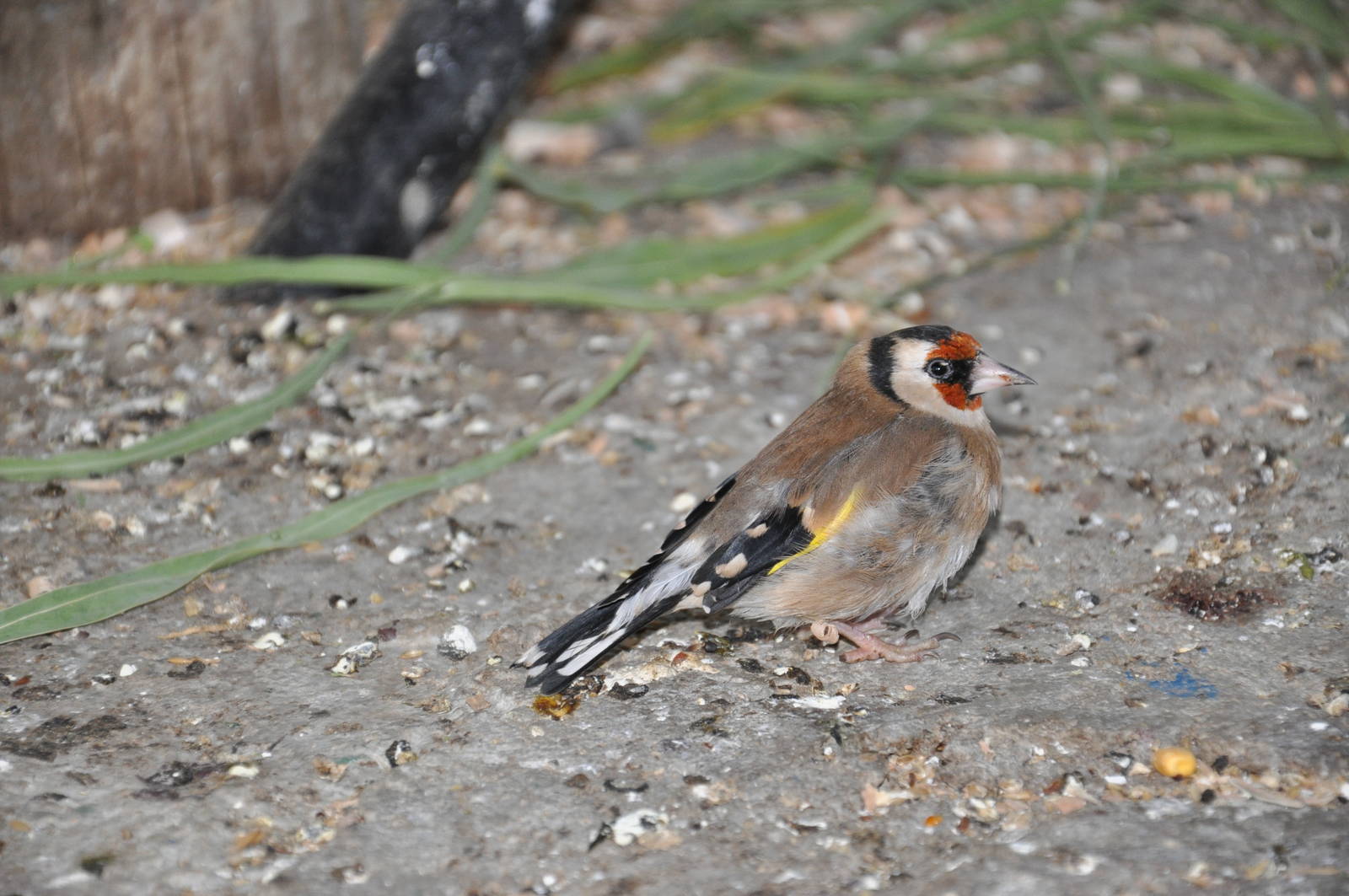 European goldfinch/ Carduelis carduelis
