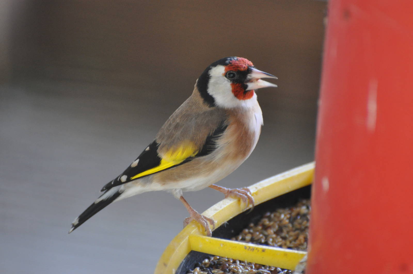 European goldfinch/ Carduelis carduelis