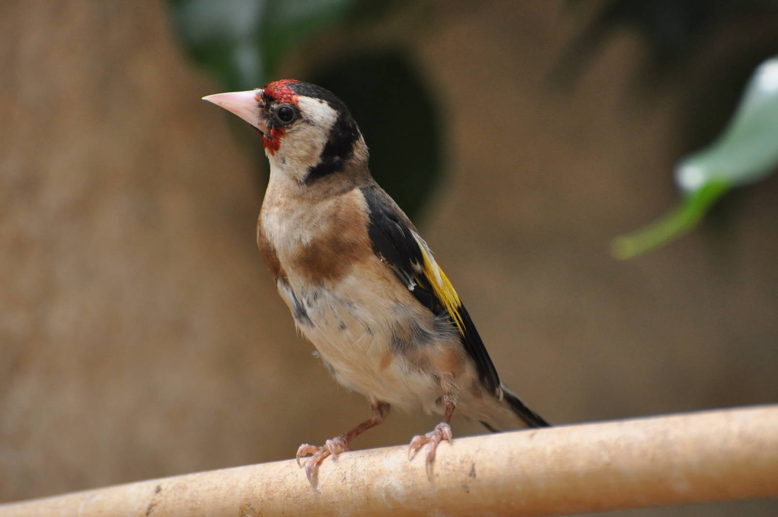 European goldfinch/ Carduelis carduelis