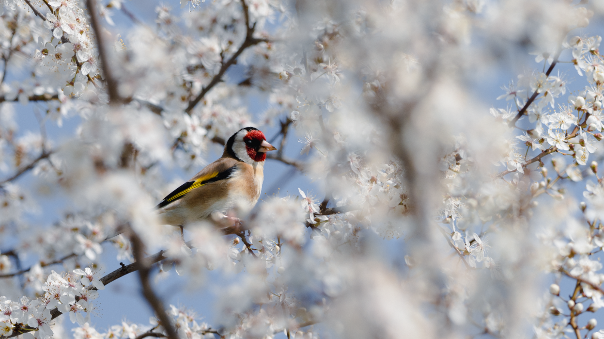 European goldfinch (Carduelis carduelis)