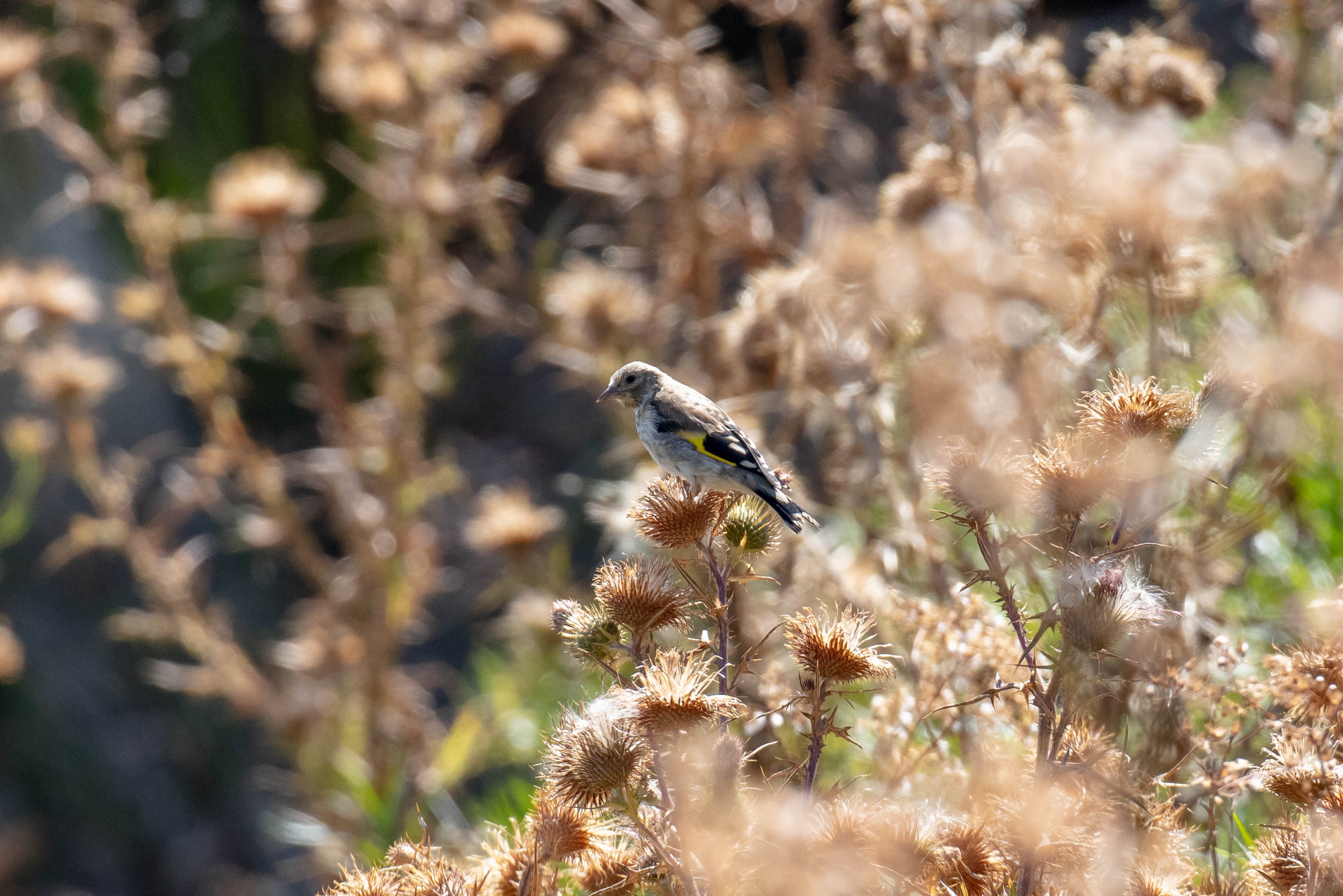 European Goldfinch immature