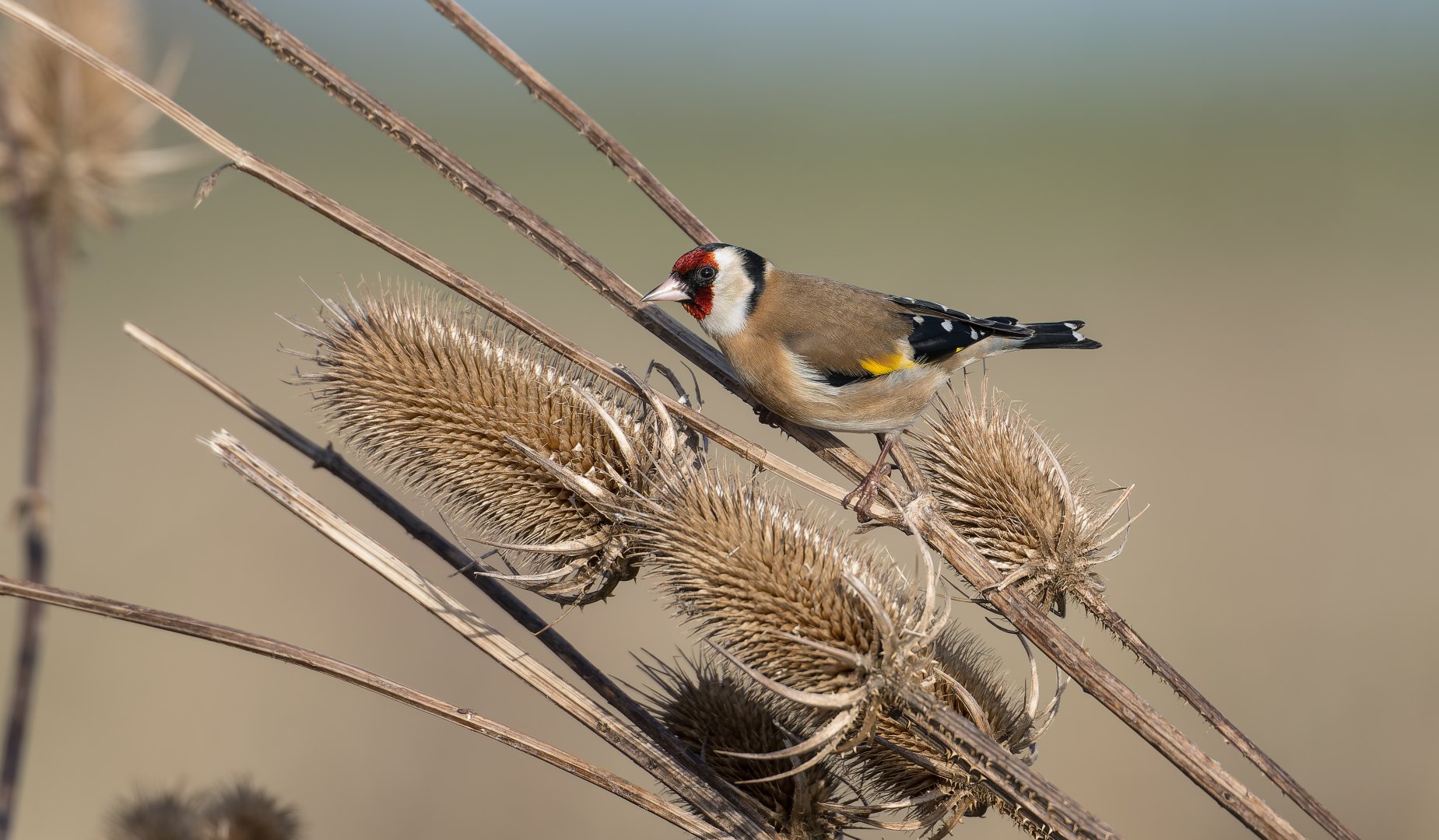 European Goldfinch, wild, UK