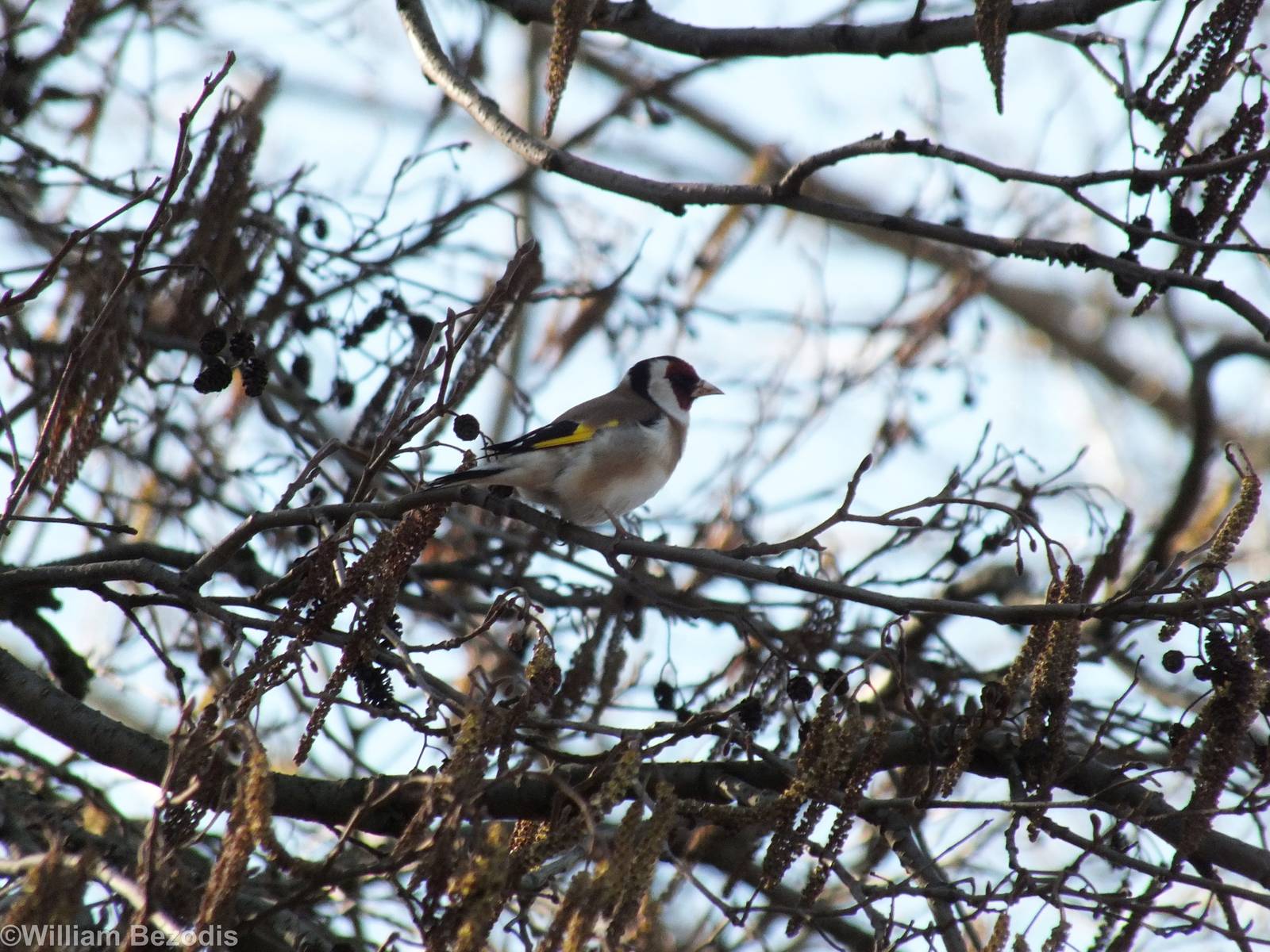 European Goldfinch