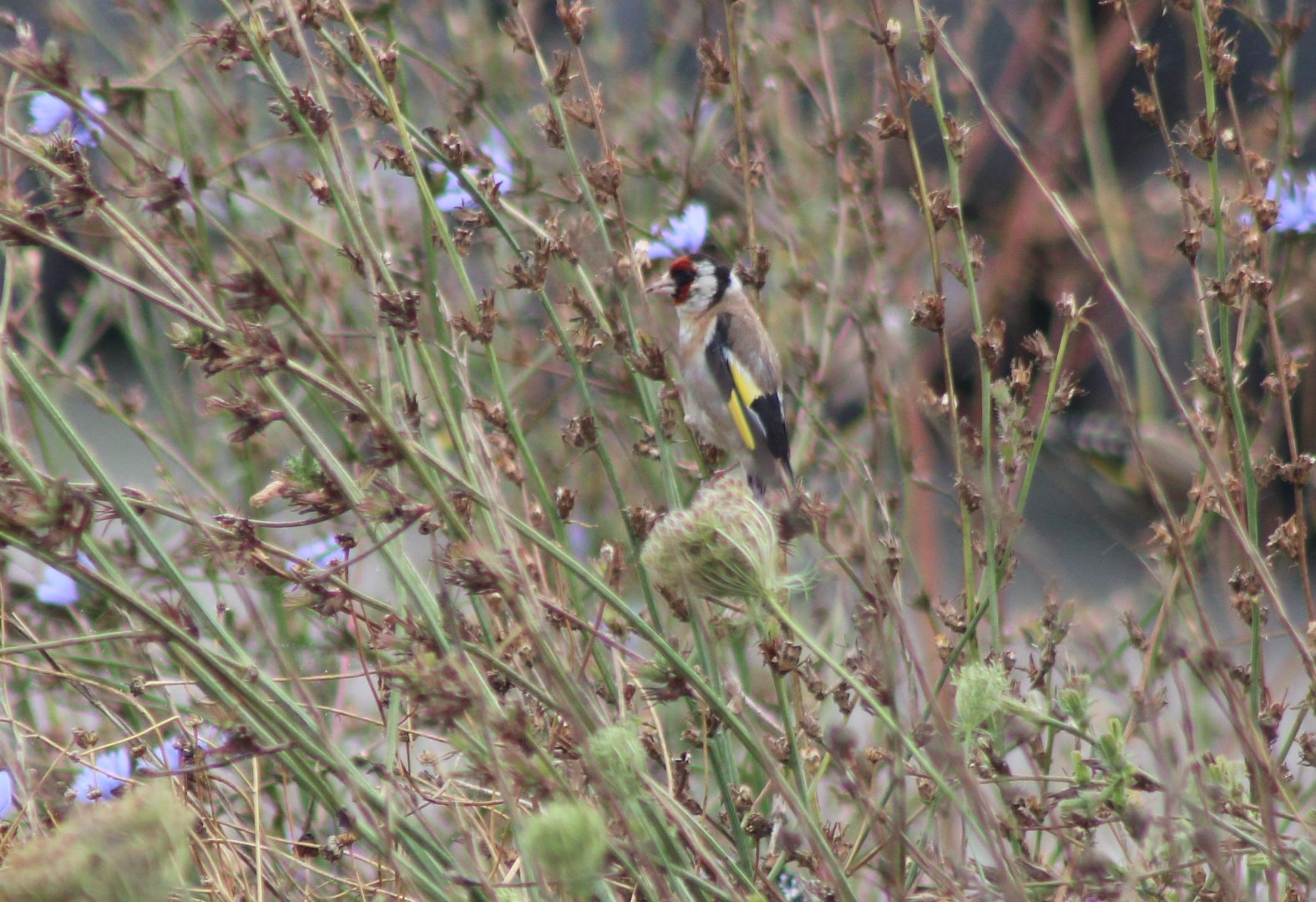 European goldfinch