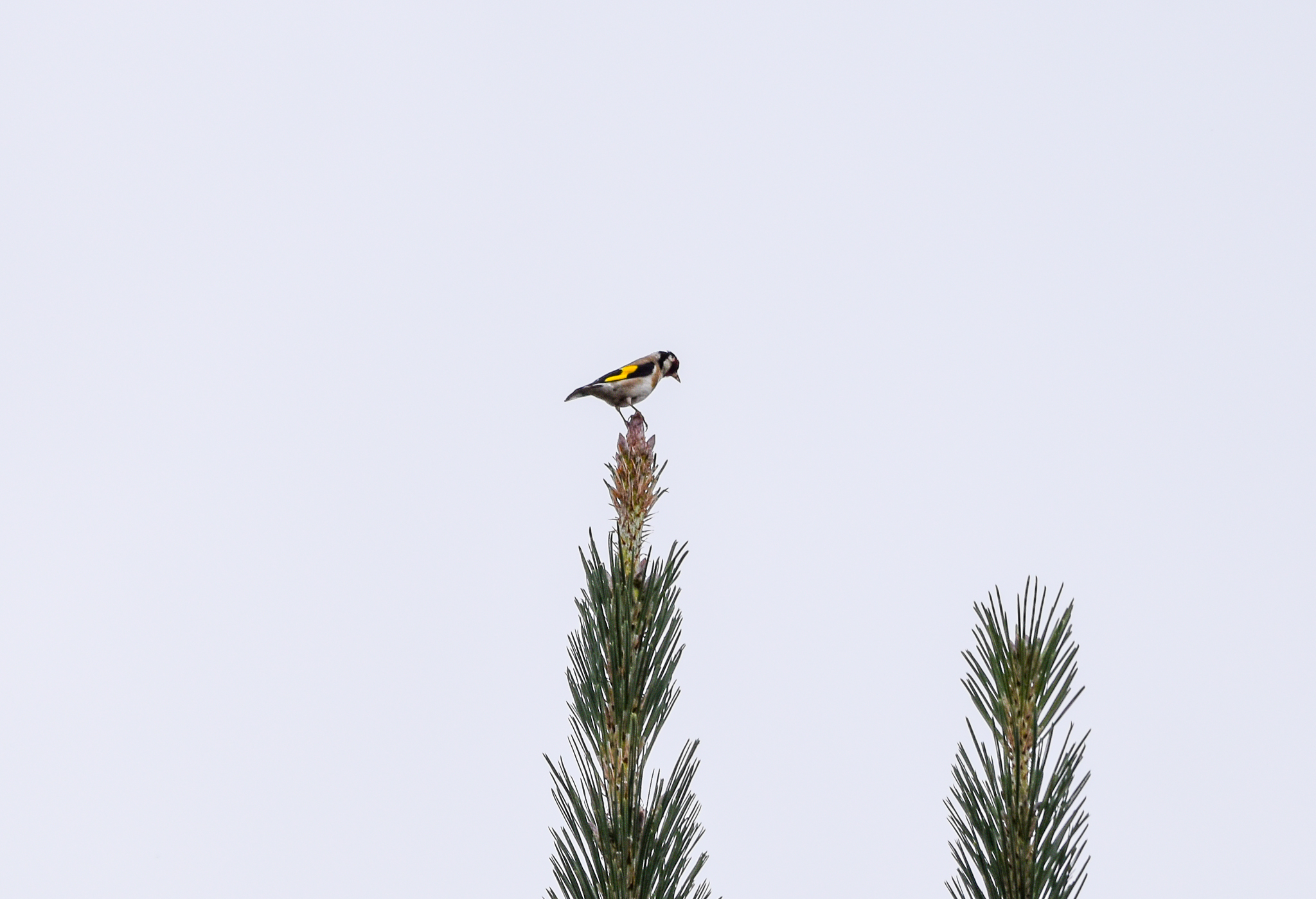 European Goldfinch