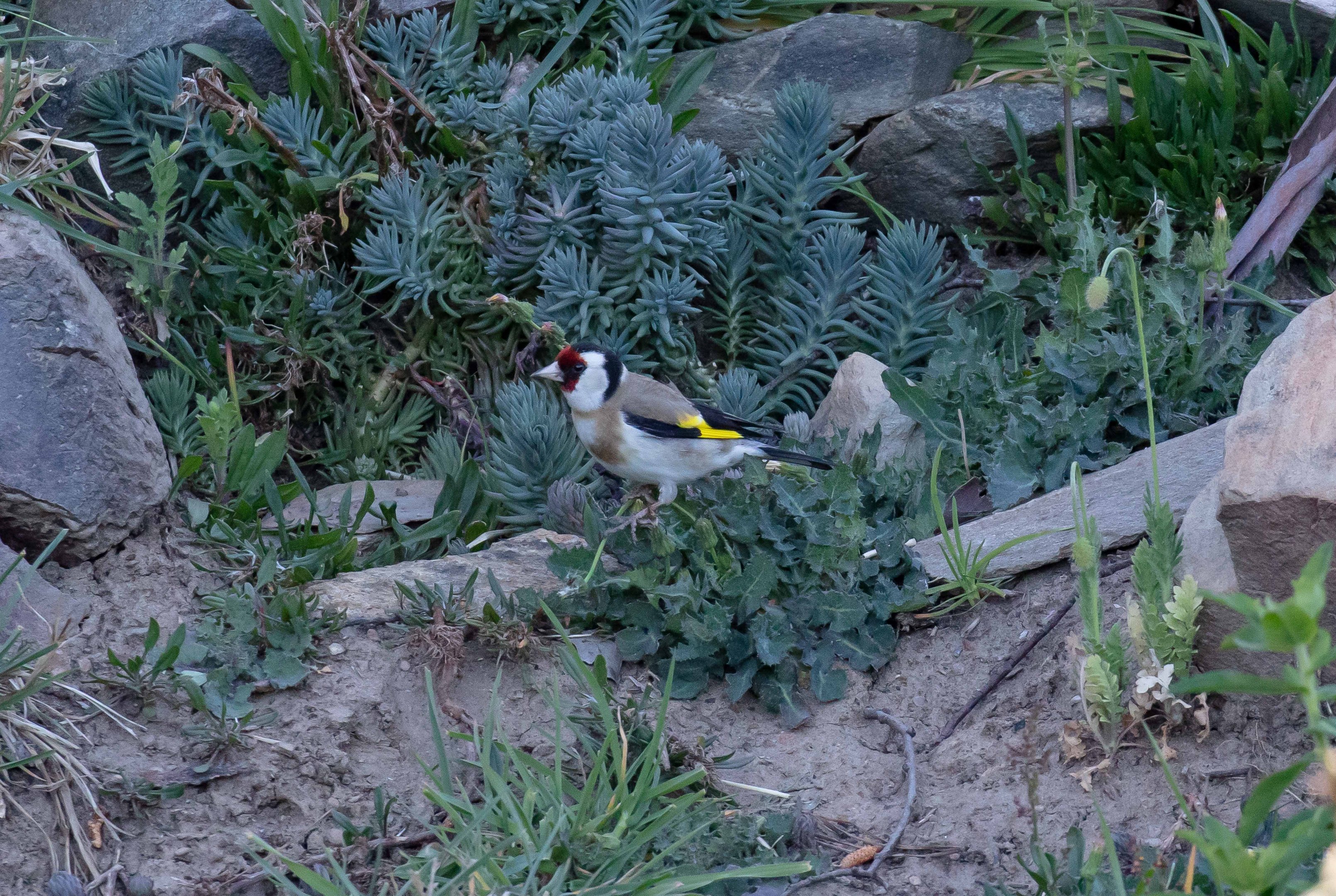 European Goldfinch