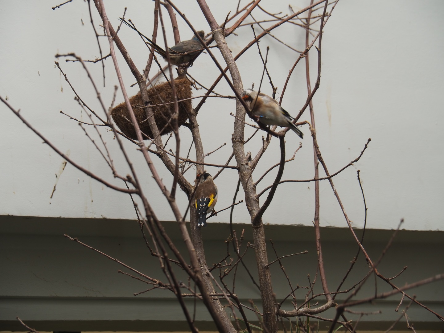 European goldfinches (Carduelis carduelis) and a Blue-naped mousebird (Urocolius macrourus)