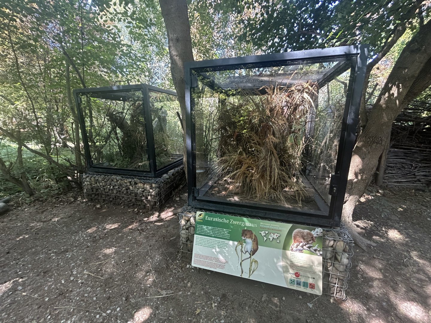 European Grass Mouse Exhibit