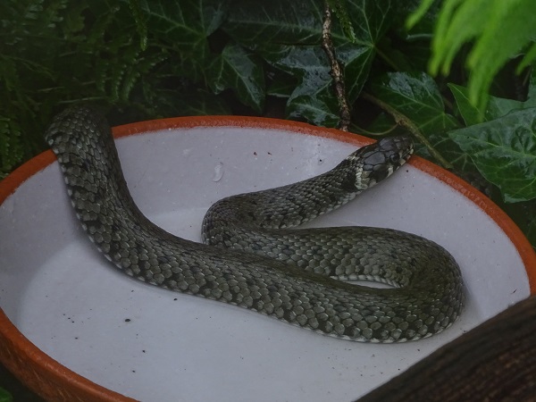 European grass snake (Natrix natrix) (07/22)