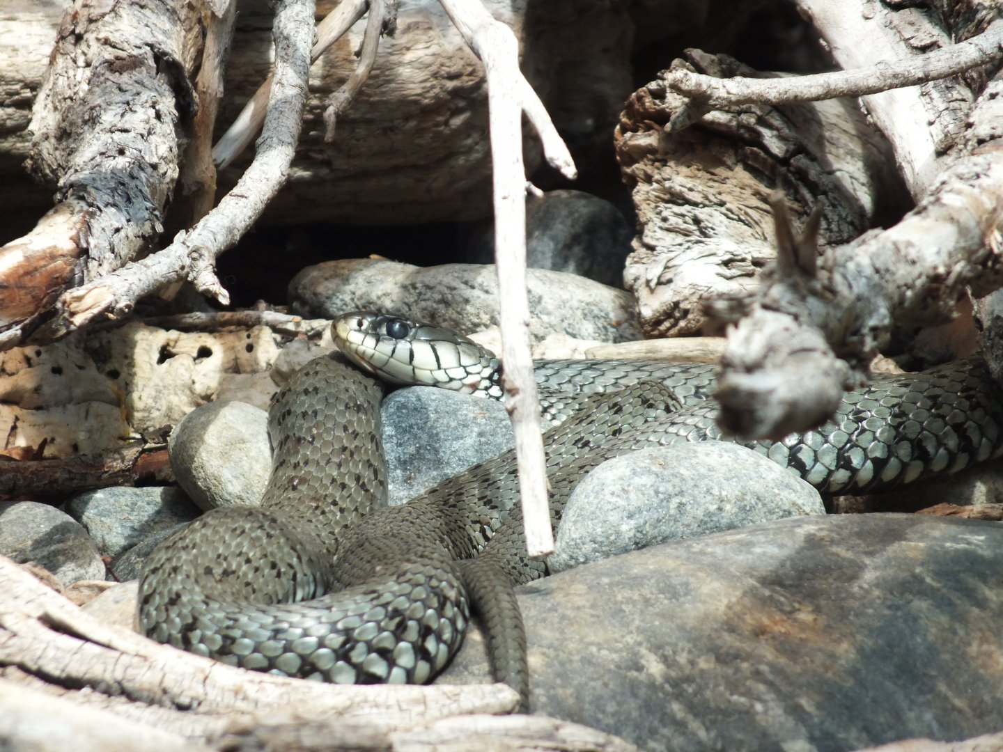 European Grass Snake (Natrix natrix natrix) at Alpenzoo Innsbruck - April 11 2015