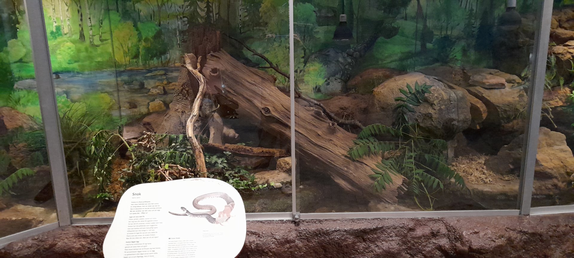 European grass snake terrarium