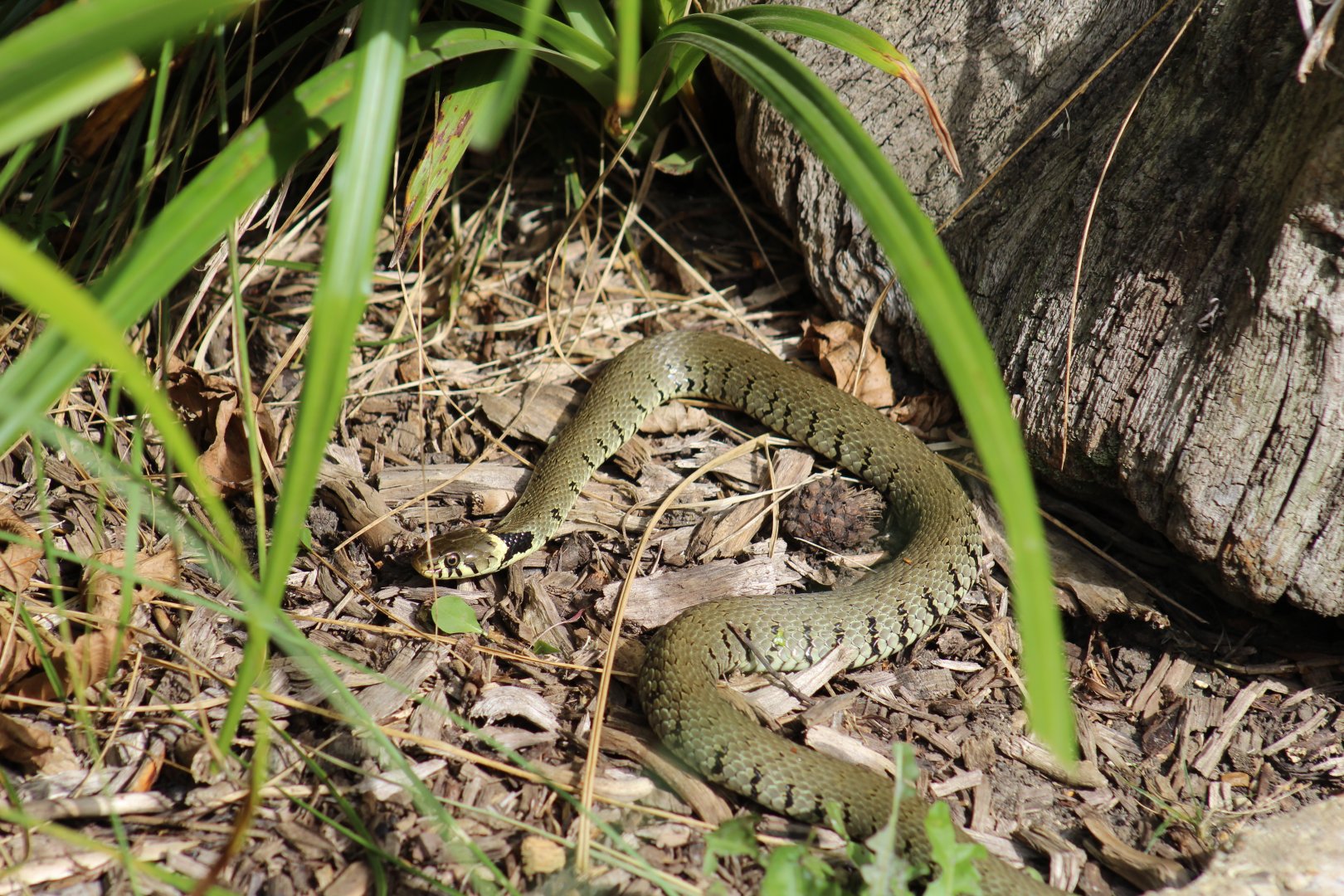 European Grass Snake