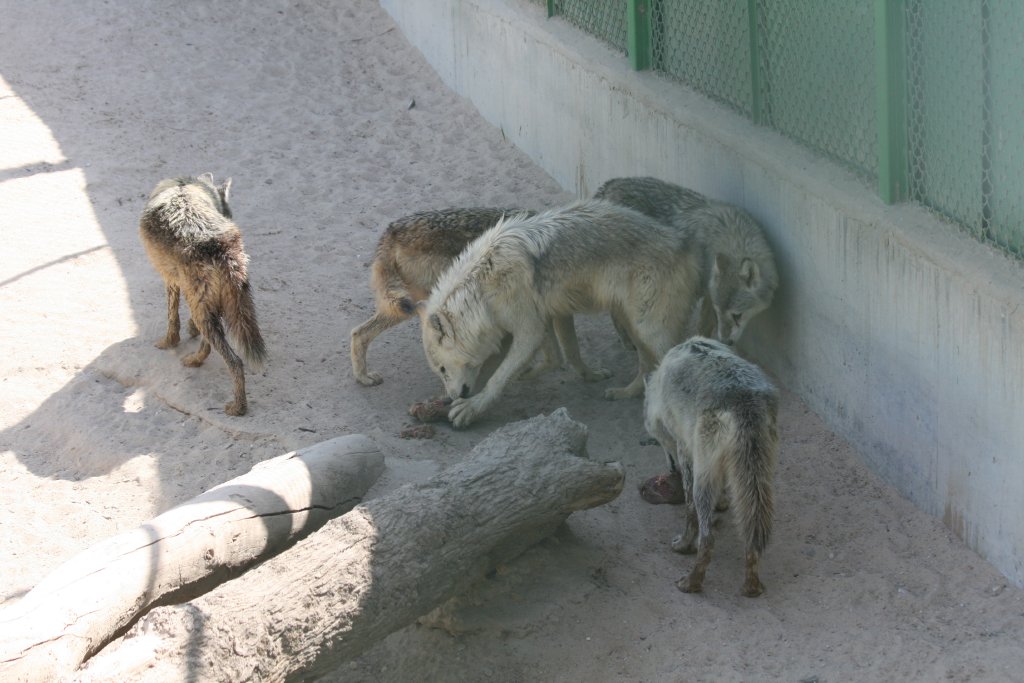 European Gray Wolves