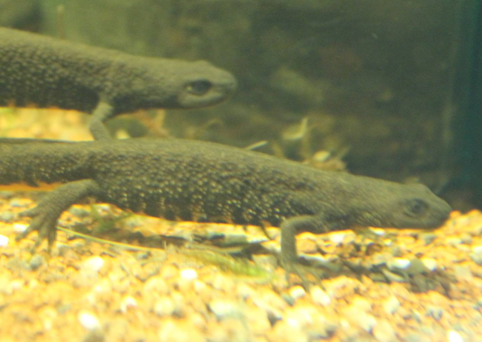 European great crested newt