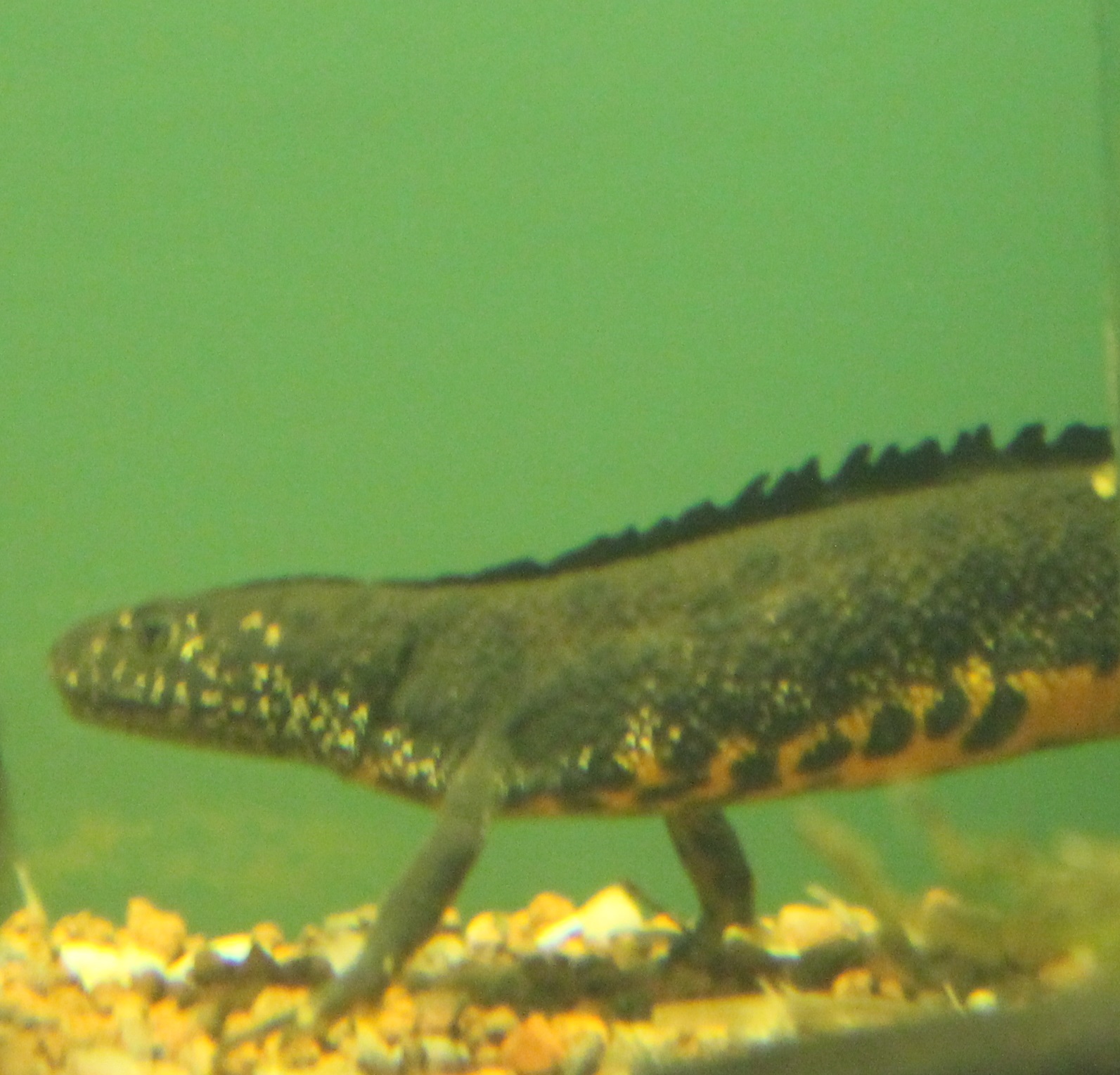 European great crested newt
