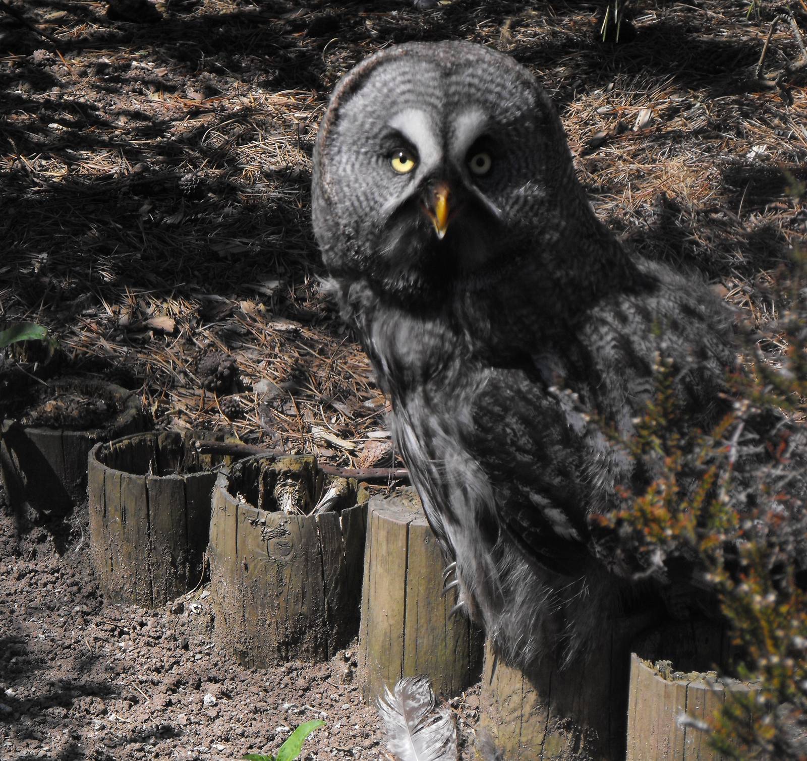 European Great Grey Owl
