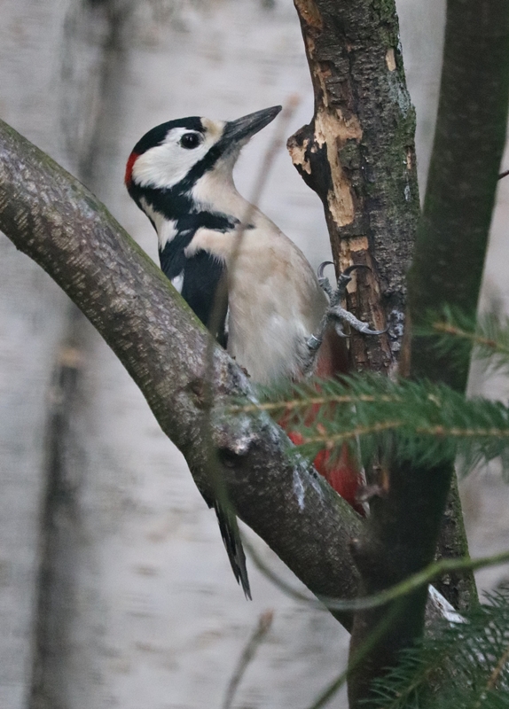 European great spotted woodpecker (Dendrocopos major pinetorum)