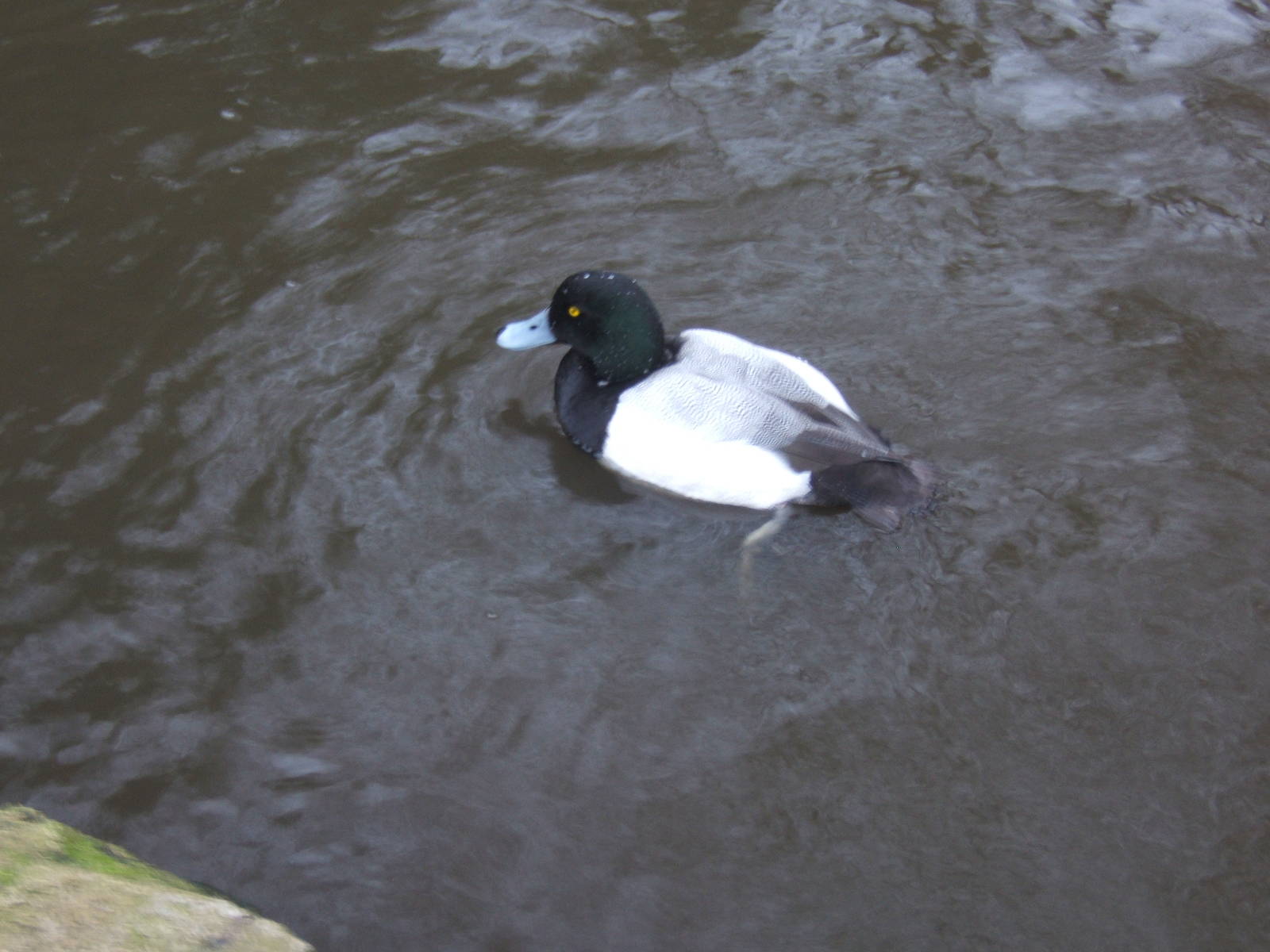 European Greater Scaup