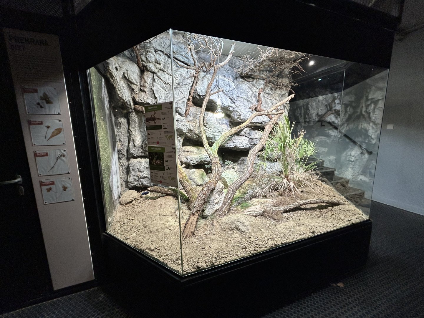 European Green Lizard Exhibit