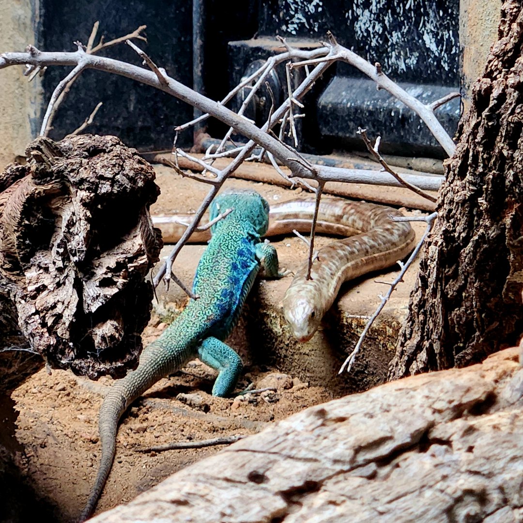 European Green Lizard (Lacerta viridis) and Sheltopusik (Pseudopus apodus)