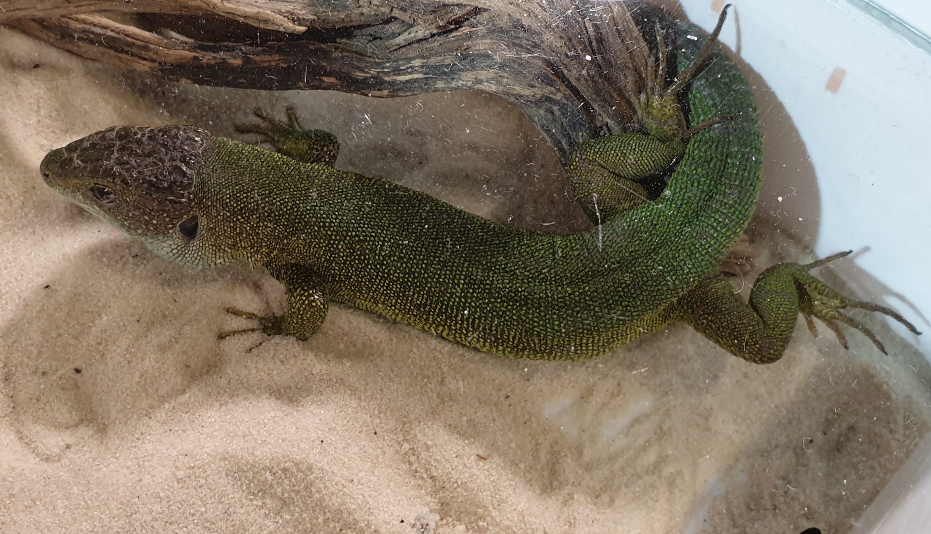 European green lizard - Lacerta viridis viridis