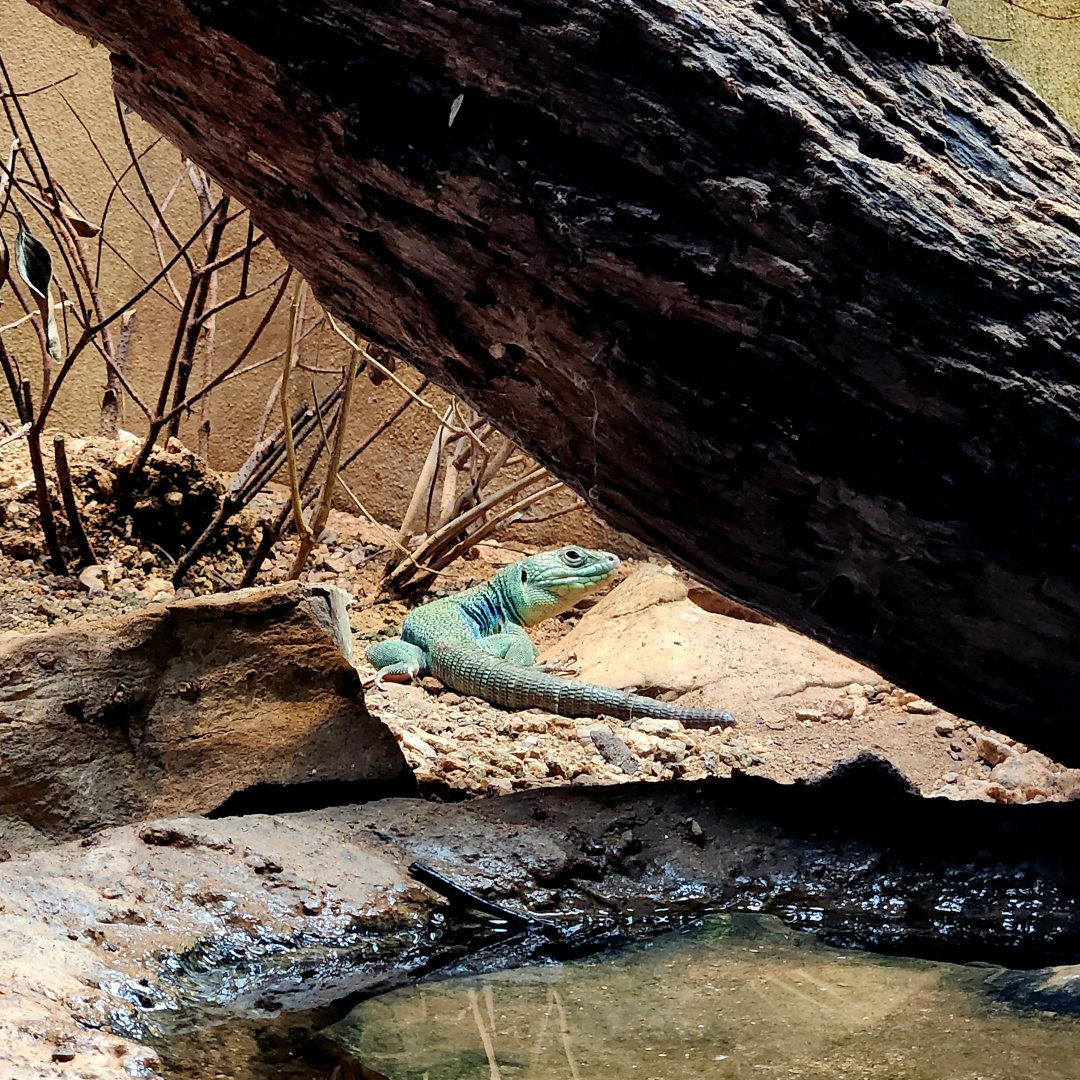 European Green Lizard (Lacerta viridis)