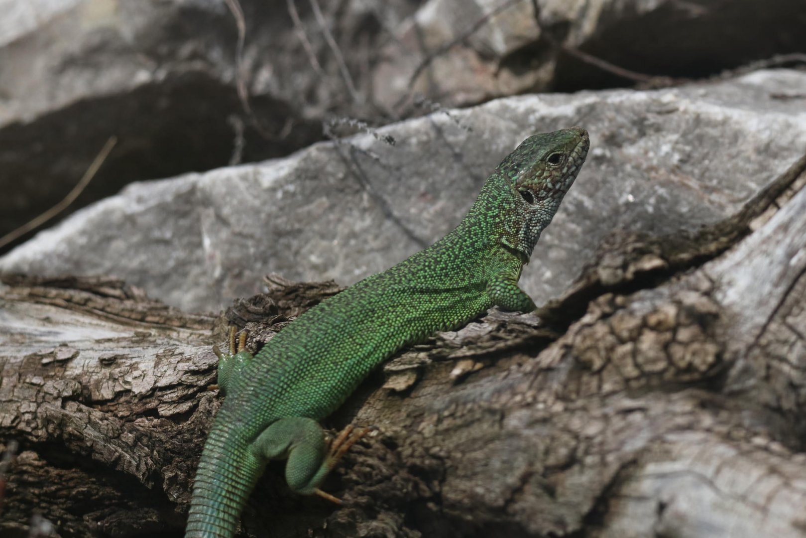European green lizard