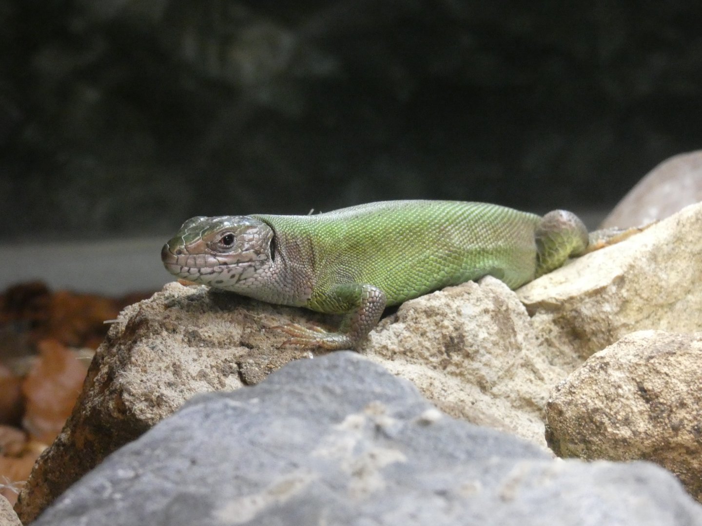European green lizard