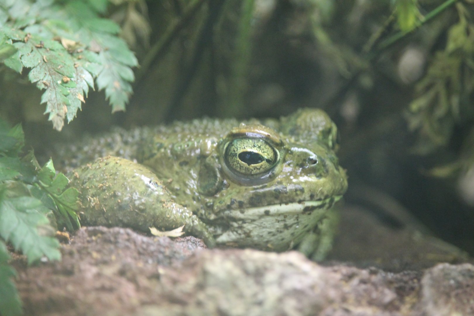 European green toad (Bufotes viridis)