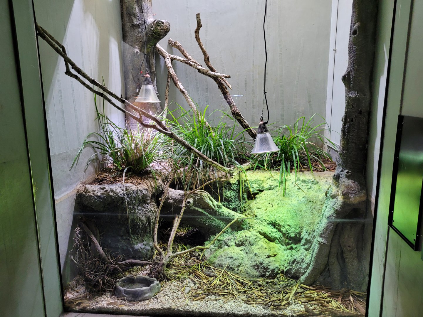 European green toad exhibit -Parc Zoologique de Paris (2022)