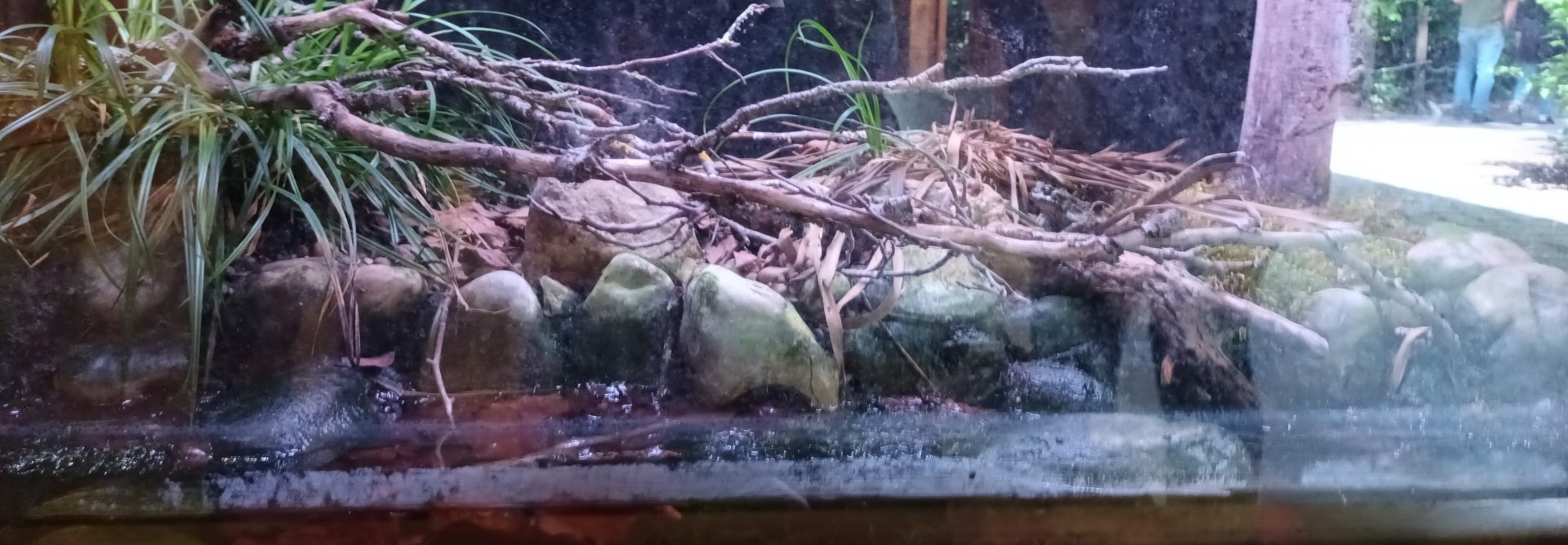 European green Toad Habitat