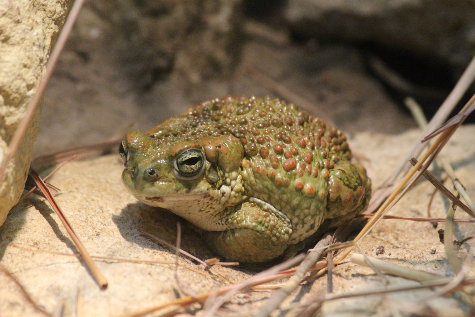 European Green Toad