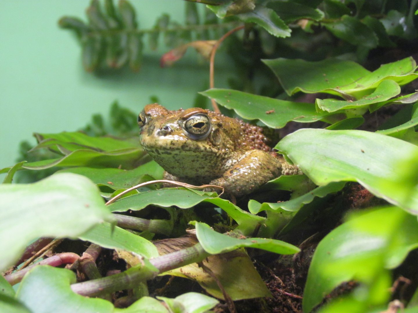 European Green Toad
