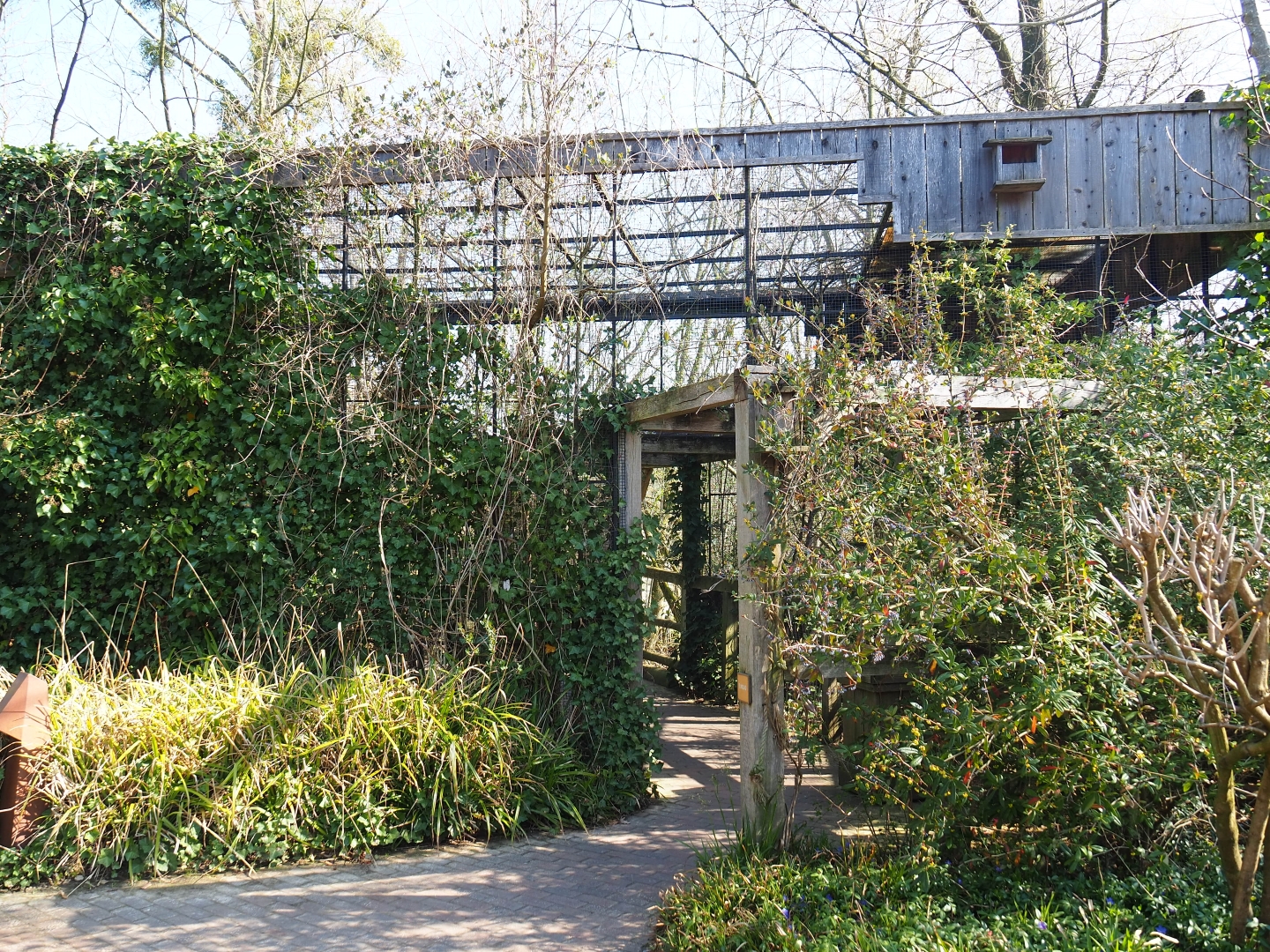 European greenfinch aviary, 2019-03-30